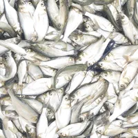 طرح بچه ماهی کپور،قزل آلا،|ماهی|قزوین, |دیوار