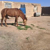 اسب گمشده|حیوانات|تربت جام, والفجر|دیوار