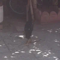 لاری و گلین