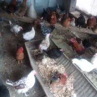 مرغ و خروس گلین