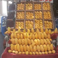 انبه اصل پاکستان فیله شده ۱۰۰خالص به شرط تست