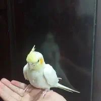 ۳ عدد عروس هلندی تازه دون خور|پرنده|کرمان, |دیوار