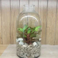 پلنتاریوم(تراریوم آبی) هدیه روز مادر