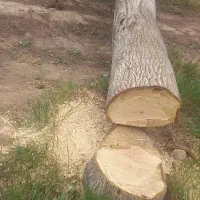 خریدارانواع چوب  تیرسقفی سپیدار گردو چنار|خدمات باغبانی و درختکاری|بجنورد, |دیوار
