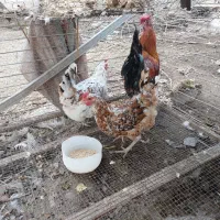 مرغ و خروس گلین