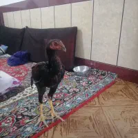 جوجه لاری