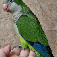 جفت راهب سخنگو،نر ماده،دستی گرینچیک ملنگو عروس|پرنده|اصفهان, جی شیر|دیوار