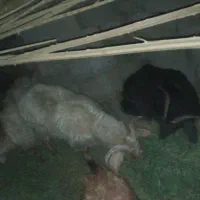 هفت تا کهره چاق شهرستان ریگان|حیوانات مزرعه|بم, |دیوار