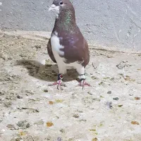 ساده سرخ جلو بسته