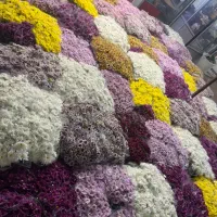 پخش گل