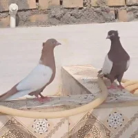 سینه ای|پرنده|اهواز, منازل کارون|دیوار