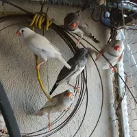 مرغ عشق و فنچ|پرنده|ایرانشهر, |دیوار