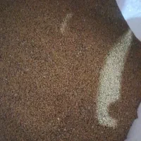 بذر یونجه حاجی گوشش