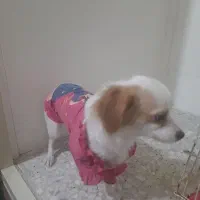 واگذاری سگ پامر روباهی