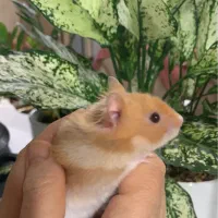 همستر مادر|موش و خرگوش|بوشهر, |دیوار