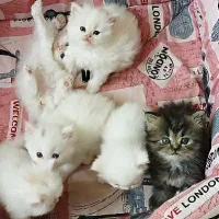 بچه گربه پرشین
