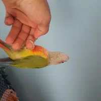 فروش یک عدد طوطی گرینچیک|پرنده|شهر بابک, |دیوار