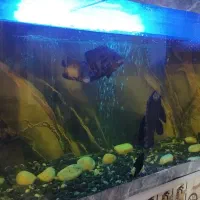 دوعدد آکواریوم معاوضه با طوطی ملنگو|ماهی|کرمان, |دیوار