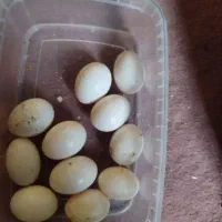 تخم کفتر|پرنده|قم, باجک دو|دیوار