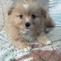 توله سگ پامراشپیتز|سگ|گرگان, |دیوار