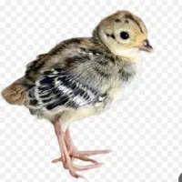 جوجه بوقلمون
