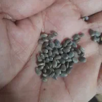 دانه خارمریم|خوردنی و آشامیدنی|ایوان, |دیوار