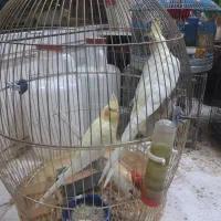 مرغ‌مینا‌سخنگو‌۲عروس‌یک‌ساله‌سره‌۳عدد‌بخون|پرنده|شاهدشهر, |دیوار