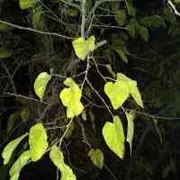 برگ درخت  توت