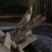 عروس هلندی|پرنده|بومهن, |دیوار