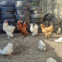 مرغ و خروس برهما وارداتی غول پیکر|حیوانات مزرعه|رامیان, |دیوار