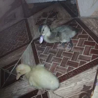 مرغ محلی ۸۵۰ مقطوع ۲ اردک دونه ۳۰۰