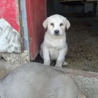 واگذاری توله پژدر