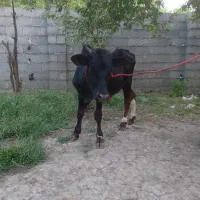 ورزا‌کوله‌چالوسی
