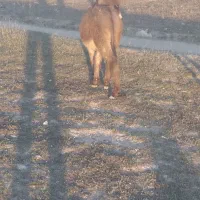 کره خر نر|حیوانات مزرعه|سرعین, |دیوار