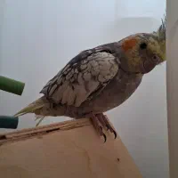 عروس هلندی گمشده|حیوانات|قم, لبچال|دیوار