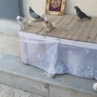 کفتر  آبادان شازده|پرنده|قم, انصار‌الحسین|دیوار