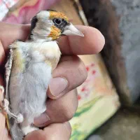 جوجه سهره|پرنده|مهربان, |دیوار