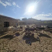 فروش خر الاغ|حیوانات مزرعه|ساوه, |دیوار