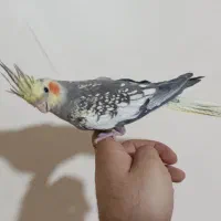 عروس هلندی مولد|پرنده|تهران, آهنگران (سراسیاب دولاب)|دیوار