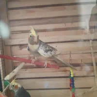 عروس هلندی سینامون