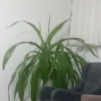 گل سوسن عنکبوتی شبیه گل ذرتی با چند تا پاجوش بزرگ