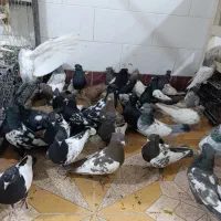 کبوتر سینه سیاه|پرنده|شیراز, گویم|دیوار