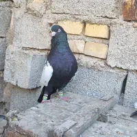 سینه سیاه|پرنده|کارون, |دیوار