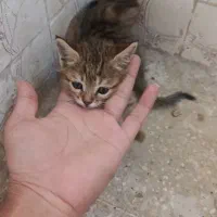 واگذاری گربه|گربه|زاهدان, |دیوار