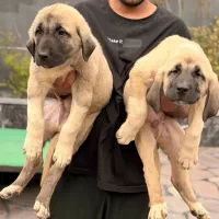 کانگال نگهبان