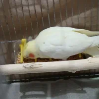 عروس هلندی نر و ماده