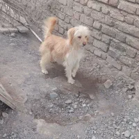 سگ پا کوتاه معاوضه با کفتر