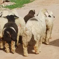 بره شیری چاق چاق مست مست