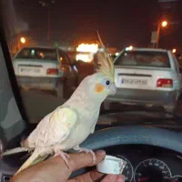 عروس هلندی دستی ( ماده )