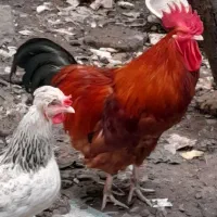 خروس خیلی بزرگ